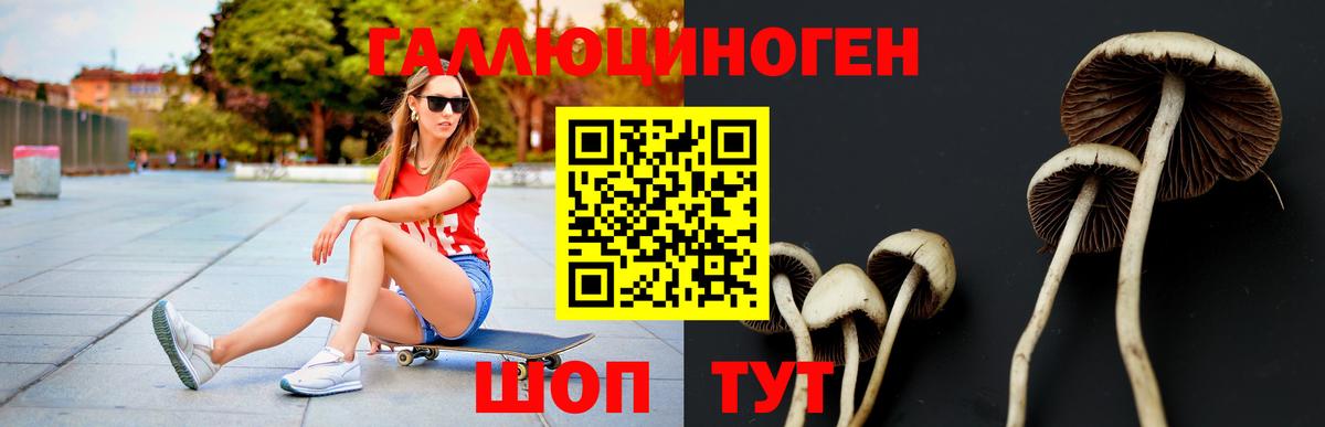 Артём  Псилоцибиновые грибы Psilocybe  Вход с VPN 